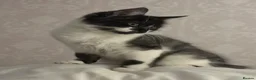 Mixed Breed cats for sale: Rehoming Cat in Widnes - Advert 5