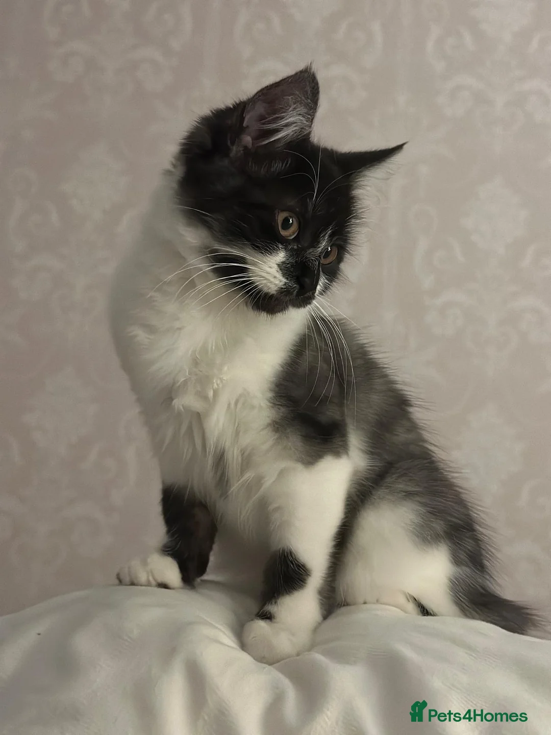 Mixed Breed cats for sale: Rehoming Cat in Widnes - Advert 5
