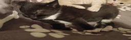 Mixed Breed cats for sale: Adorable kittens are looking for lovely home  - Advert 32