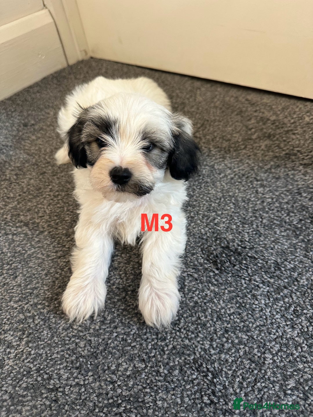 Bichon Frise dogs for sale: 4 Little puppies Bichon frise - Image 11