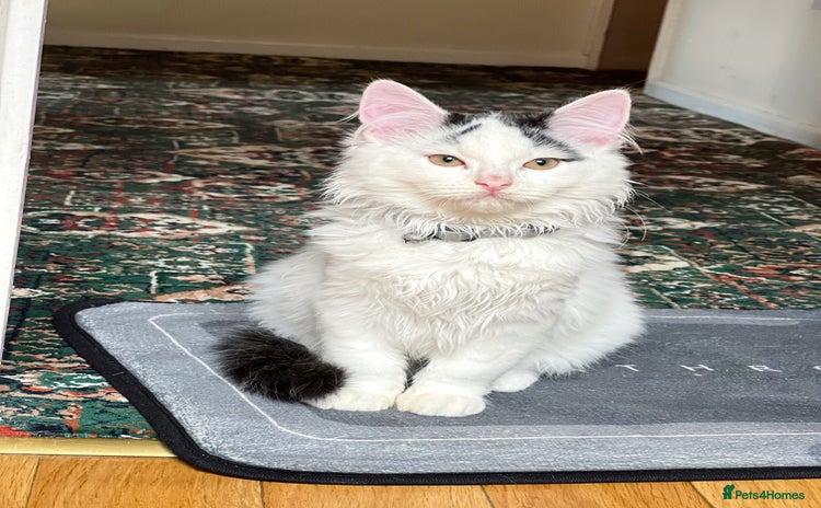 Mixed Breed cats - Advert 1