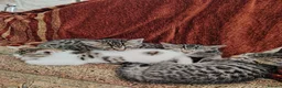 Bengal cats for sale: Half Bengal kitten in Dewsbury - Advert 5