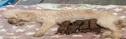 Cavapoo dogs for sale: F1B Deep Fox Red High Quality DNA Clear Puppies  - Advert 1