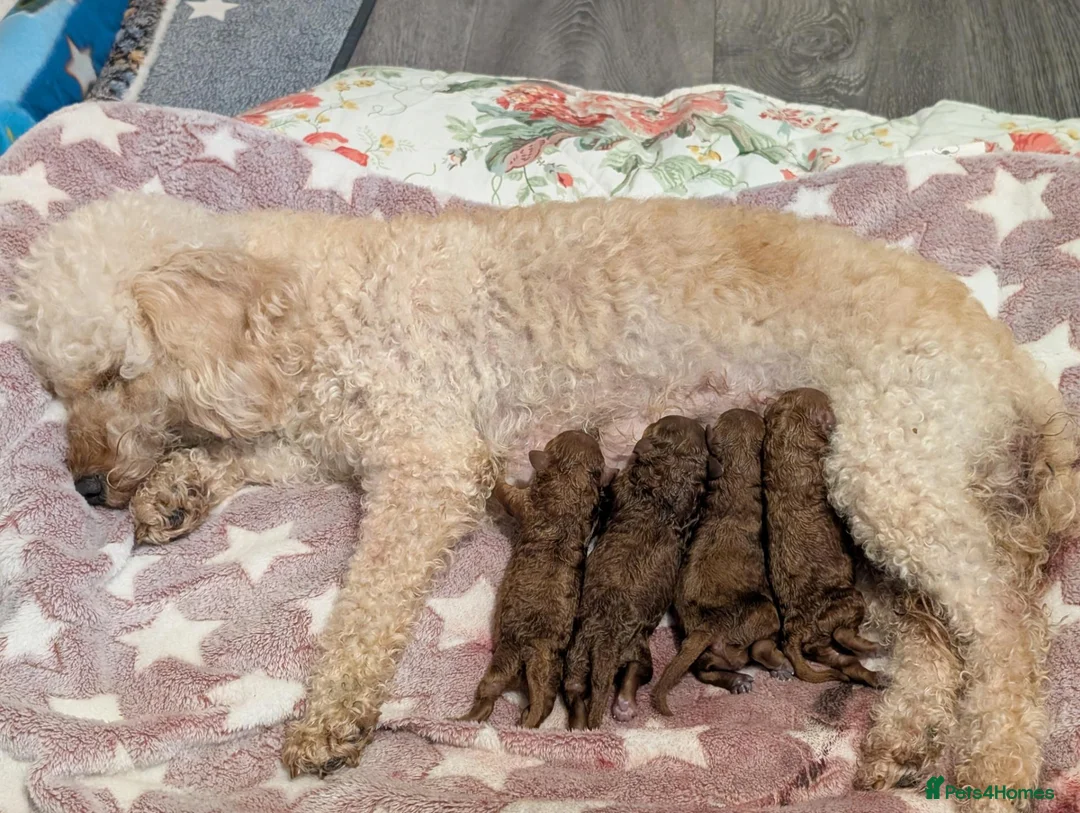 Cavapoo dogs for sale: F1B Deep Fox Red High Quality DNA Clear Puppies  - Advert 1