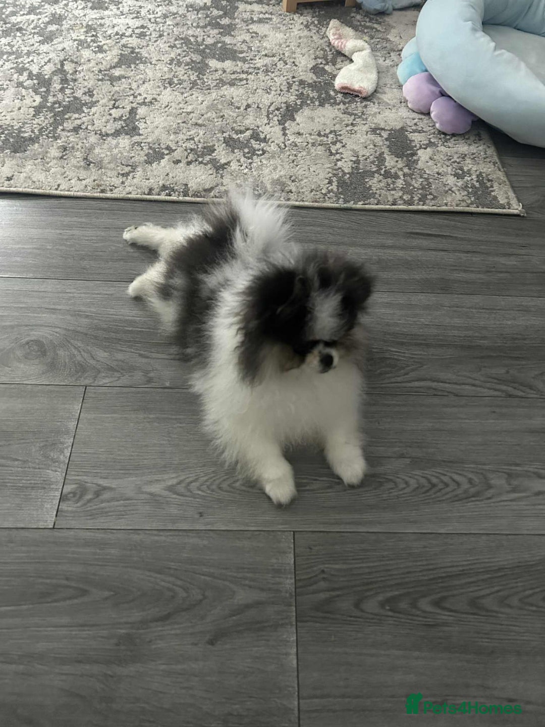 Pomeranian dogs for sale: Beautiful 7 month old boy Pomeranian  - Image 4