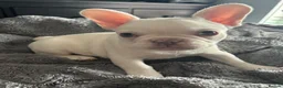 French Bulldog dogs for sale: Frenchie puppies available - Advert 13