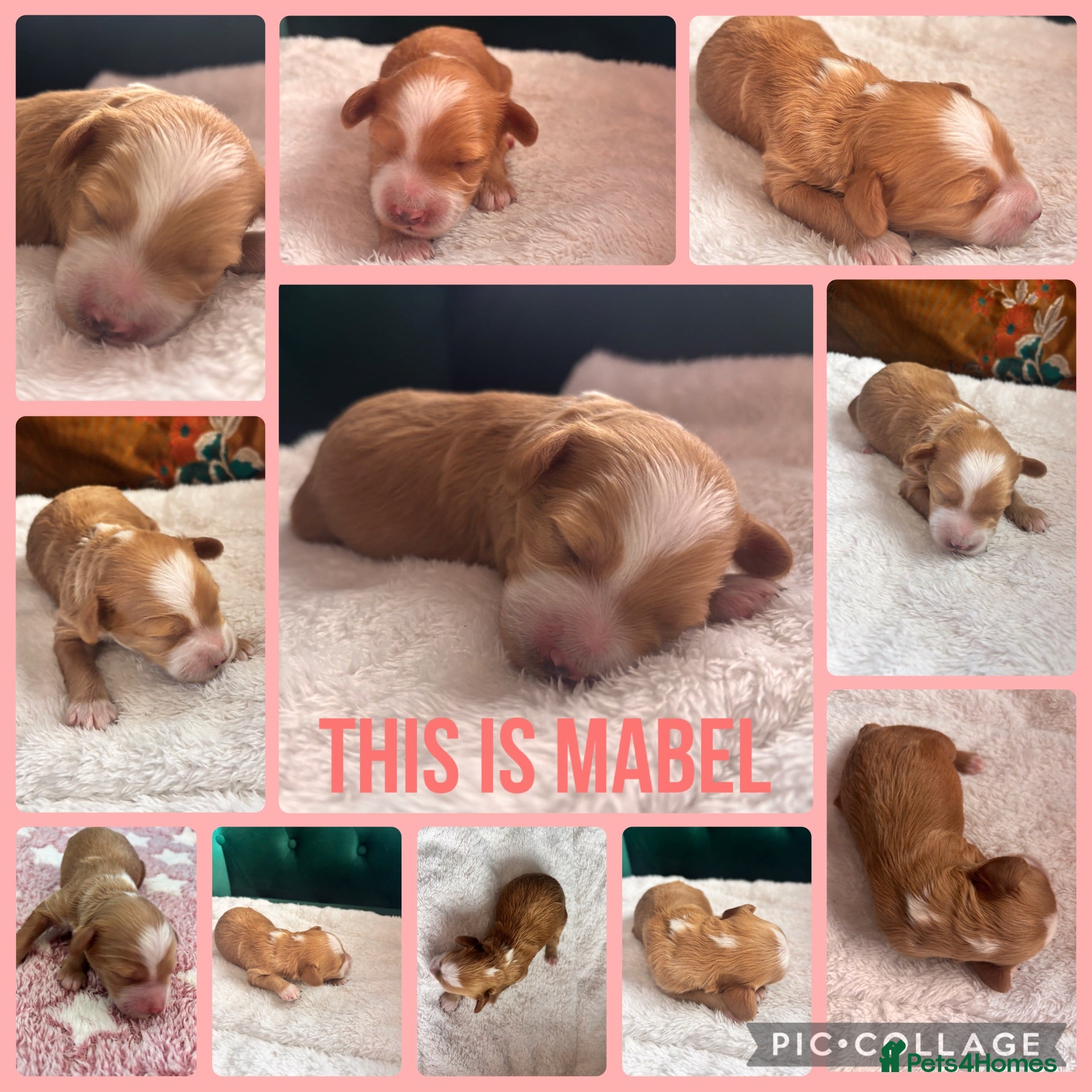 Cavapoo dogs Beautiful Cavapoo puppies  - Advert 15