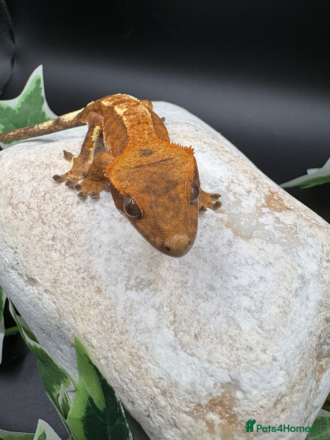 Gecko reptiles for sale: Stunning tangerine cappuccino crested gecko  - Advert 11