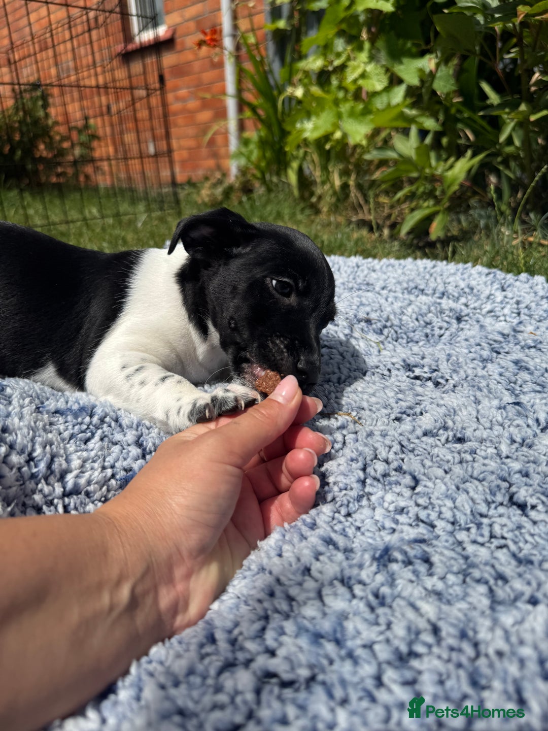Jack Russell dogs for sale: 5 Available: Jack Russell Puppies. 2 Girls, 3 Boys - Image 31