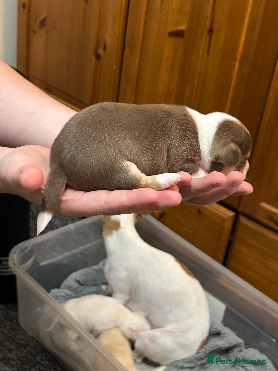 Chihuahua dogs for sale: Puppy  - Image 2