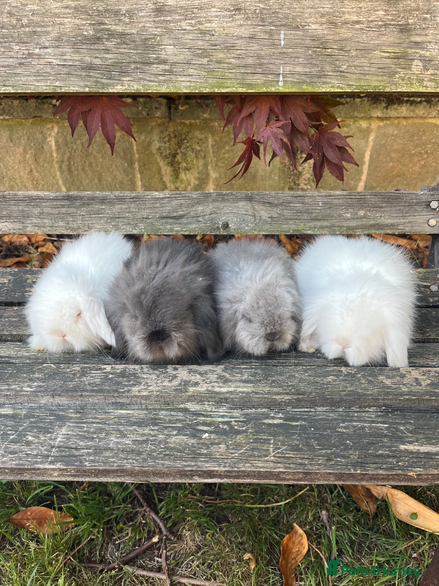 Mini Lion Lop rabbits From show stock ready this weekend 24/25/26th July - Advert 1