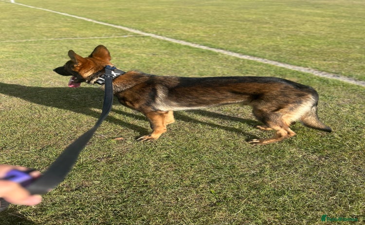 German Shepherd dogs - Advert 2