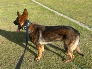 German Shepherd dogs - Advert 1