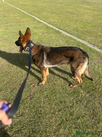 German Shepherd dogs - Advert 2