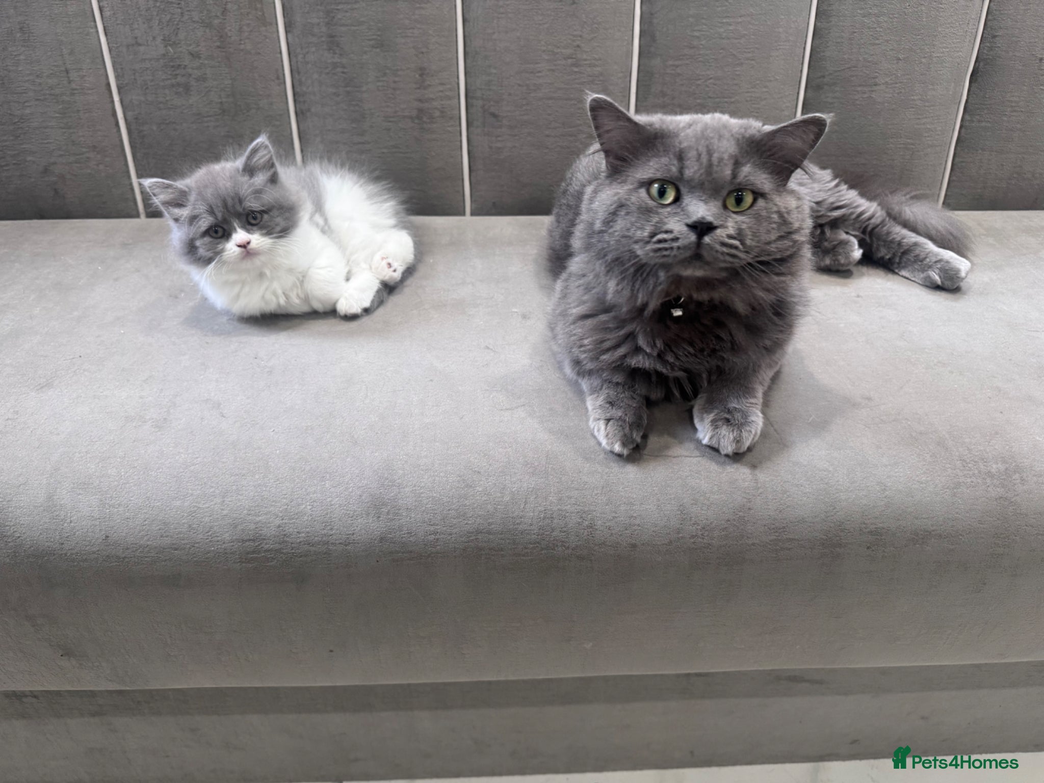 British Longhair cats ✨reduced ✨ chunky British longhair ready now - Advert 1