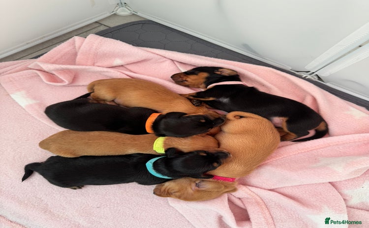 Miniature Dachshund dogs - Advert 11