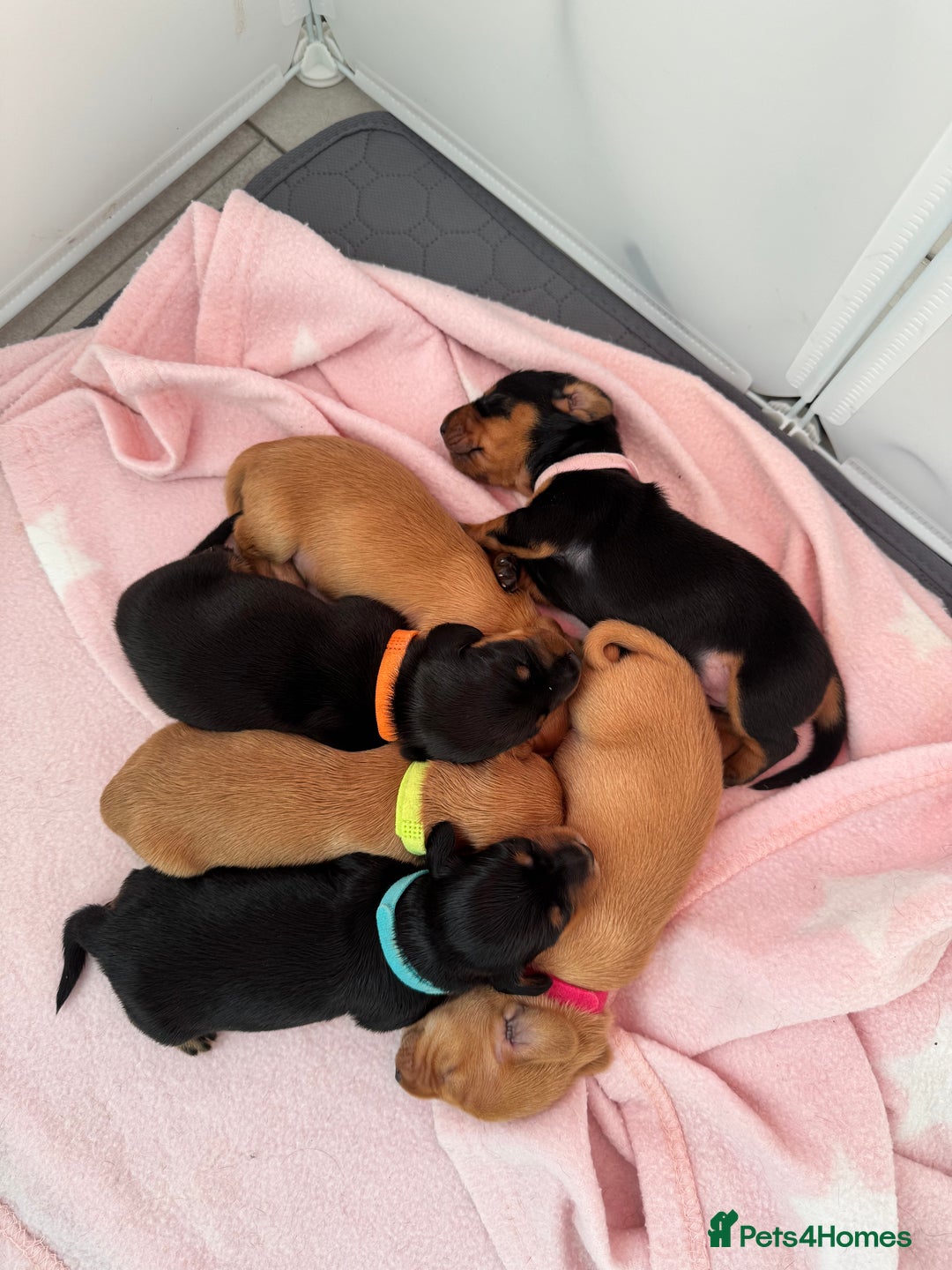 Miniature Dachshund dogs for sale: Beautiful miniature dachunds smooth/long coat - Image 1