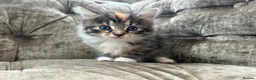 Mixed Breed cats for sale: Long haired female kittens  - Advert 4