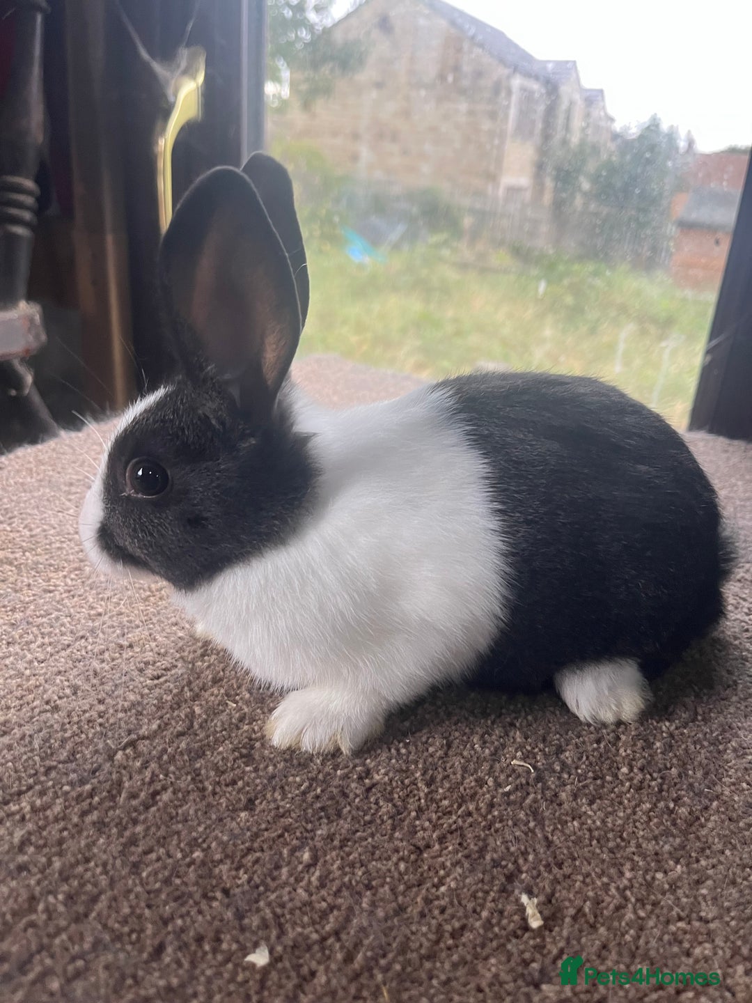 Netherland Dwarf rabbits for sale: Mixed- doe/ buck -Netherland dwarf/dutch  - Image 7