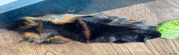 Guinea Pig rodents for sale: Abyssinian Neutered male Guinea pig   in Hereford - Advert 8