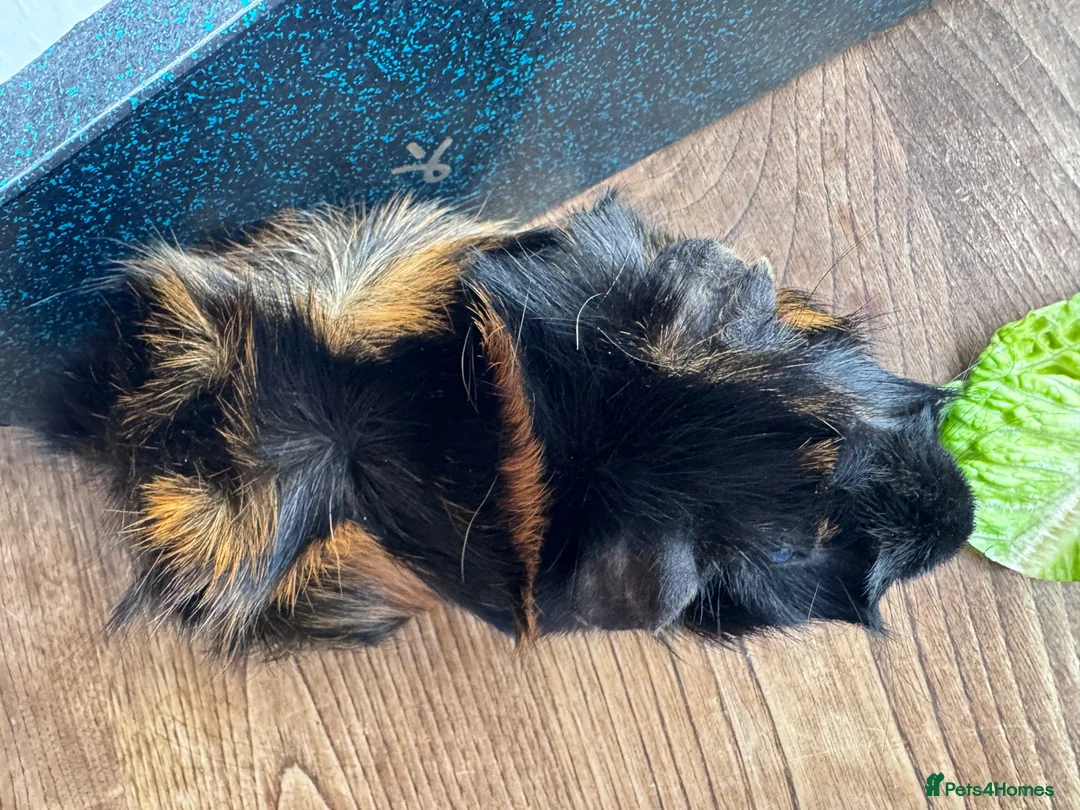 Guinea Pig rodents for sale: Abyssinian Neutered male Guinea pig   in Hereford - Advert 8