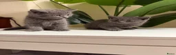 British Shorthair cats for sale: Beautiful British short hair kittens  - Advert 14