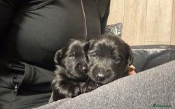 Labrador Retriever dogs for sale: black labradors - Image 3