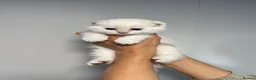 Scottish Fold cats for sale: LOVELY SCOTTISH FOLD GOLDEN KITTENS - Advert 9