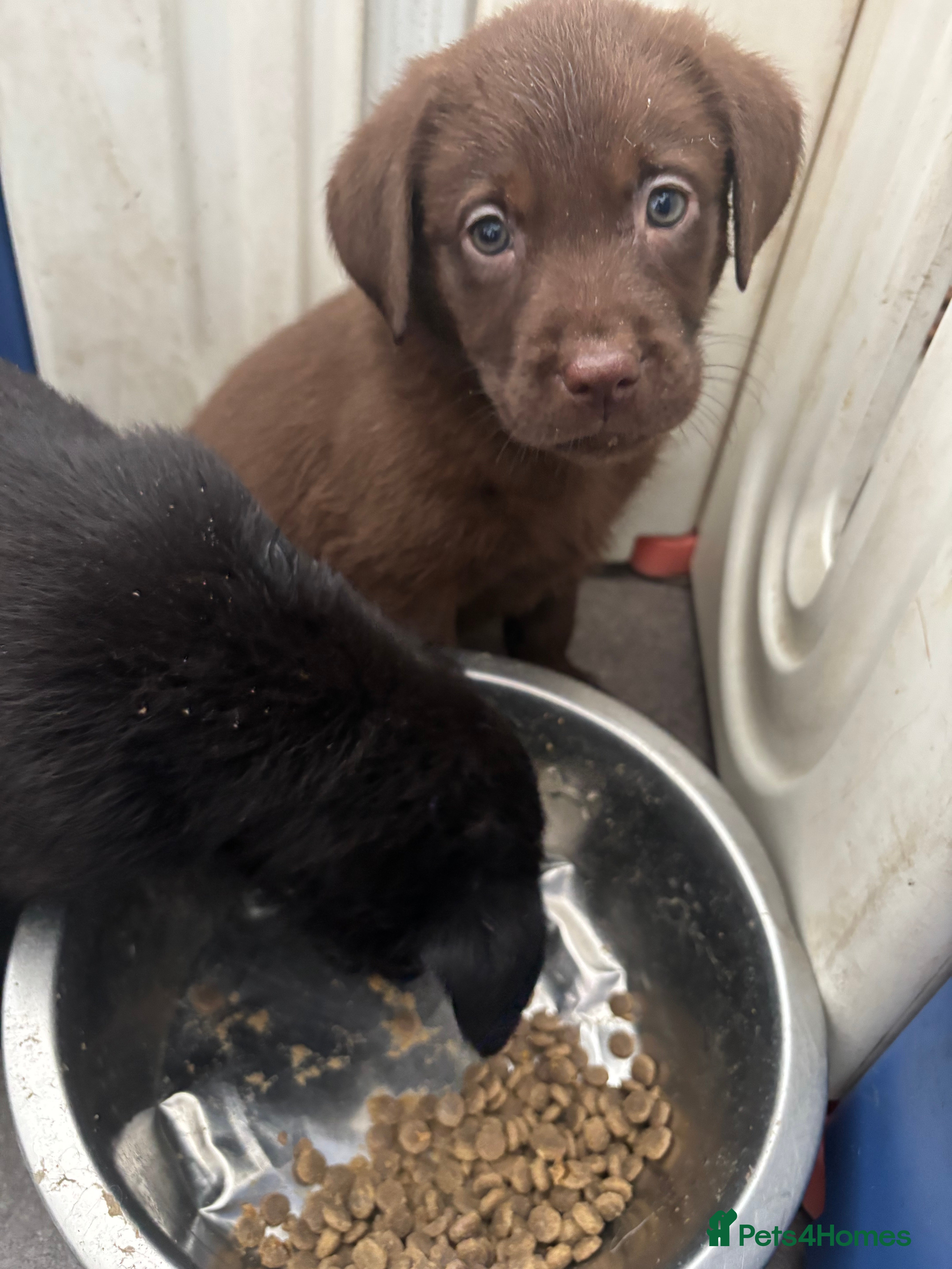 Labrador Retriever dogs Labrador puppies  - Advert 1