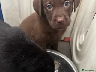 Labrador Retriever dogs Labrador puppies - Advert 9