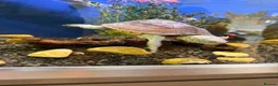 Turtle reptiles for sale: Reef Turtle  in North Walsham - Advert 3