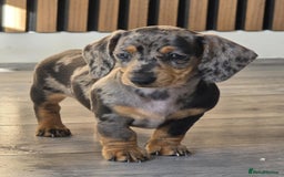 Miniature Dachshund dogs for sale: Miniature dachshund puppies  - Image 3