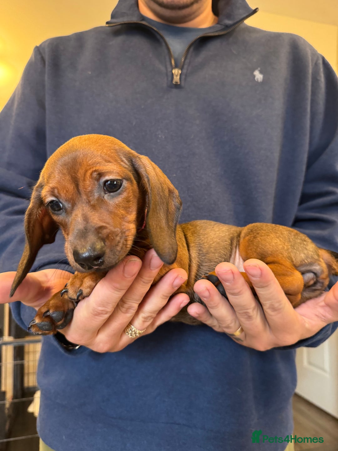 Miniature Dachshund dogs for sale: Miniature daschund Ready now - Image 5