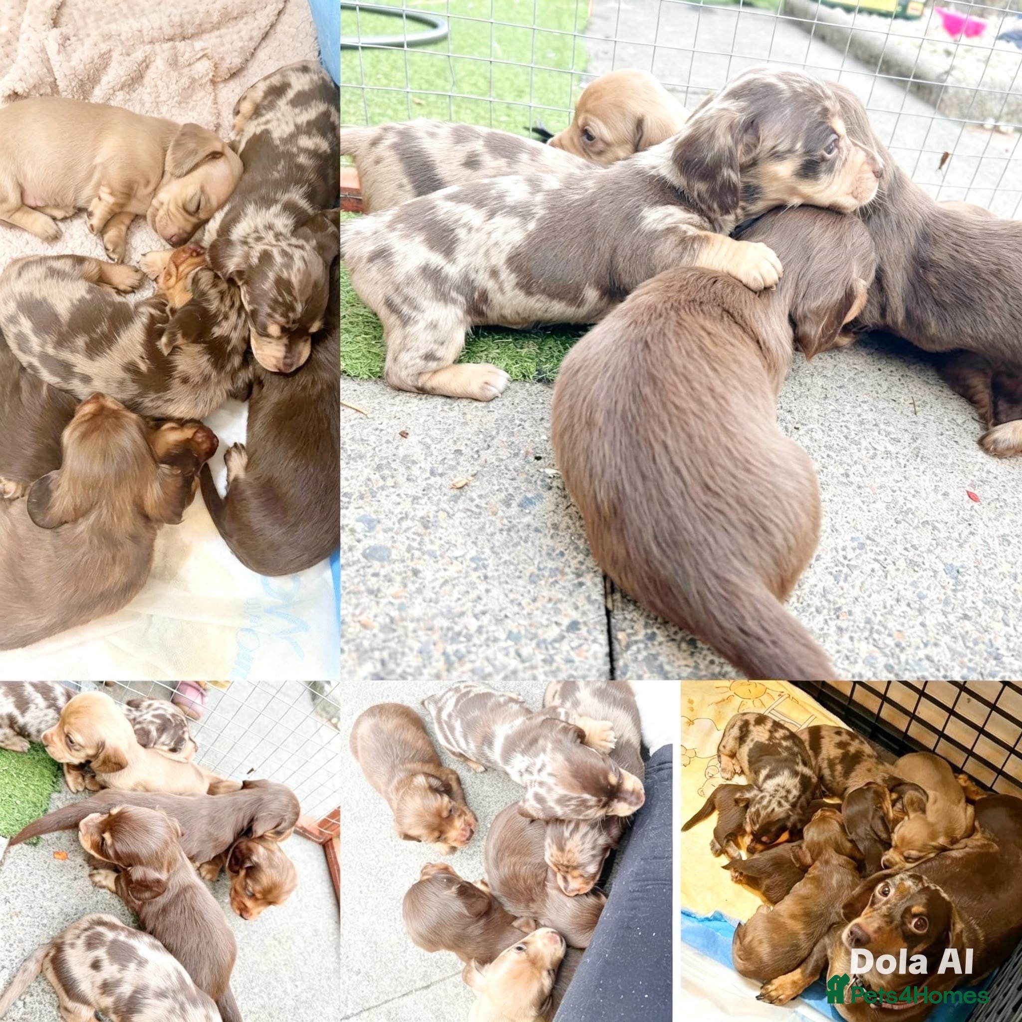 Miniature Dachshund dogs Miniature dachshund pups  - Advert 3