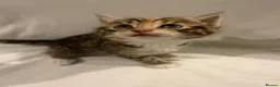 Mixed Breed cats for sale: Bengal Mix Kittens - Advert 6