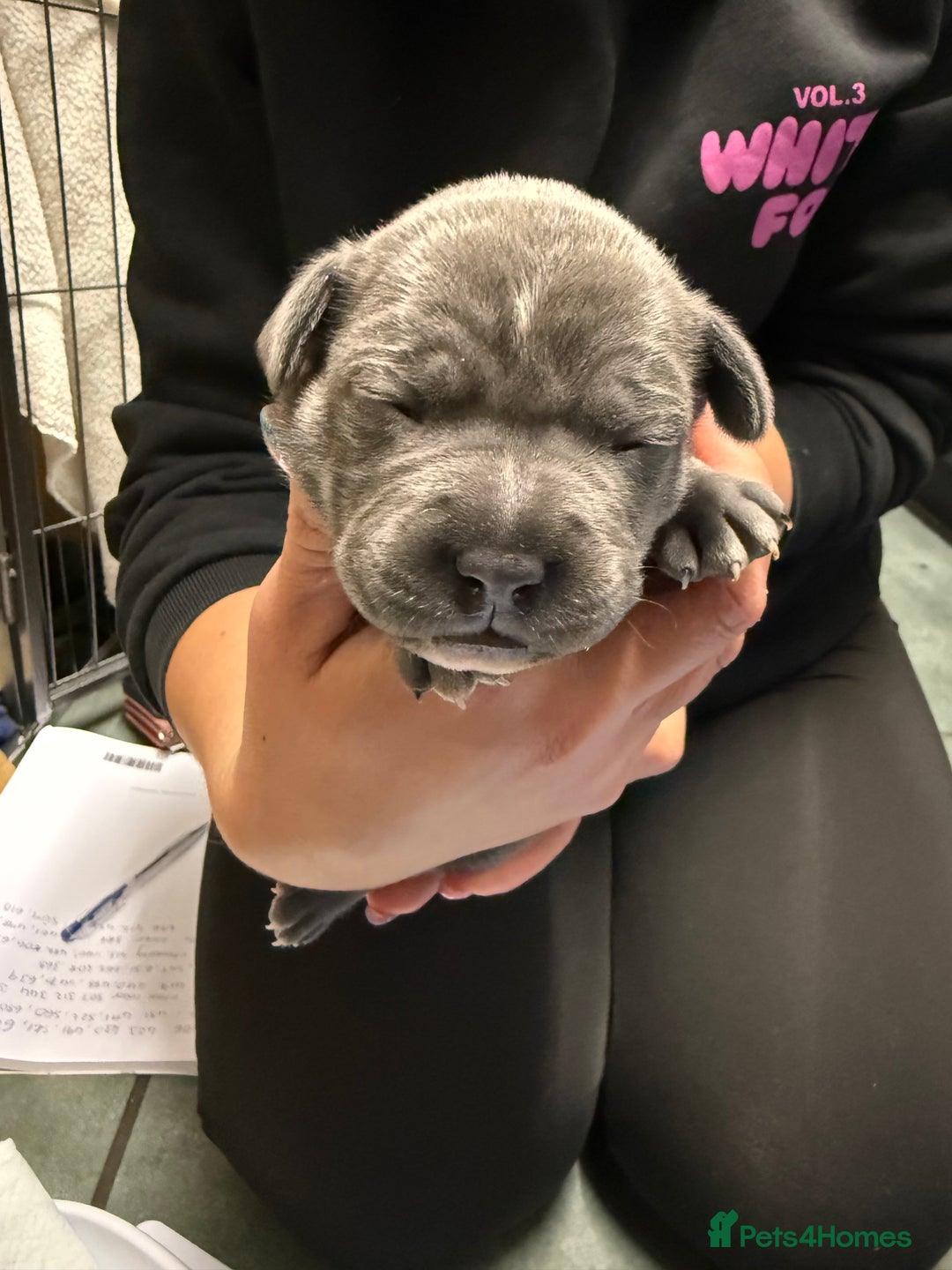 Staffordshire Bull Terrier dogs for sale: Blue Staffordshire bull terrier staffy  - Advert 20