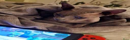 Sphynx cats for sale: Adult male blue sphynx cat - Advert 12