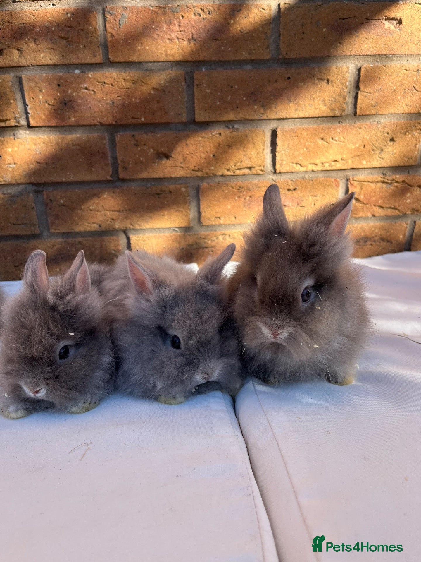 French Lop rabbits Full Double Main Lionhead bunnies ❤️ - Advert 2