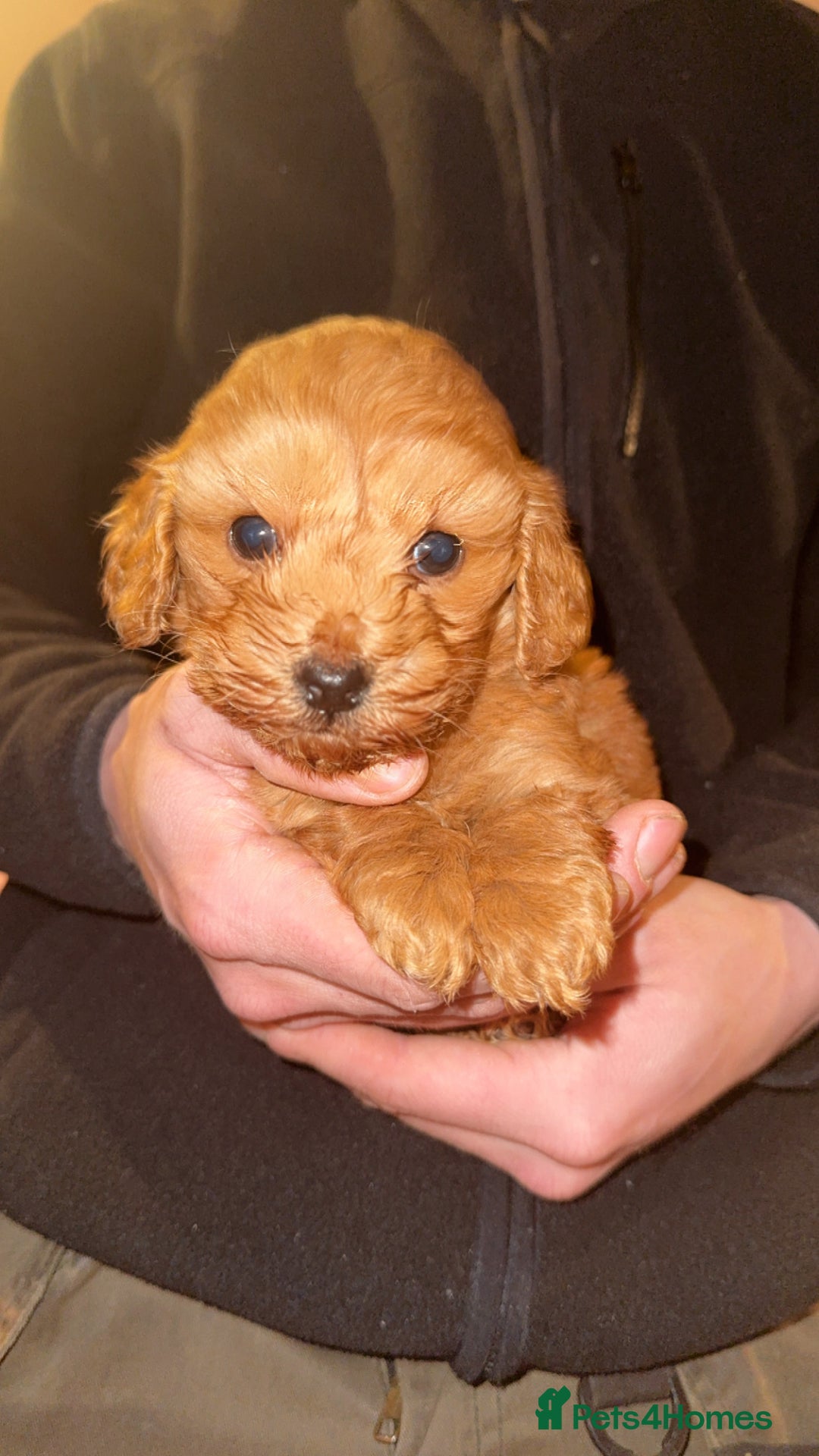 Cockapoo dogs for sale: Beautiful cockapoo puppy  - Advert 3