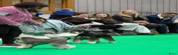 Miniature Schnauzer dogs for sale: All black mini schnauzer  - Advert 12