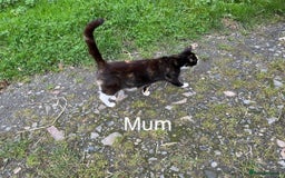 Mixed Breed cats for sale: Beautiful farm kittens  - Image 9