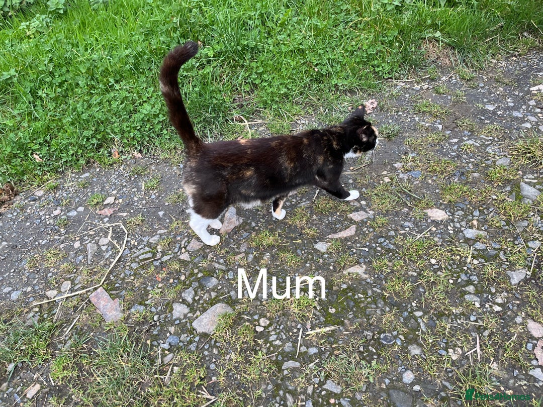 Mixed Breed cats for sale: Beautiful farm kittens  - Image 9