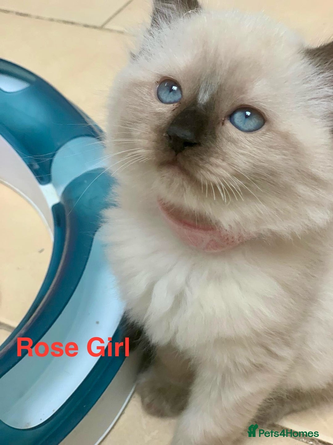 Ragdoll cats for sale: ❗️Charming Pure Ragdoll Kittens waiting love ❤️❗️ - Advert 14