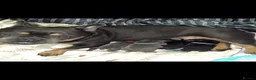 French Bulldog dogs for sale: French bulldog puppies  in Burnley - Advert 3