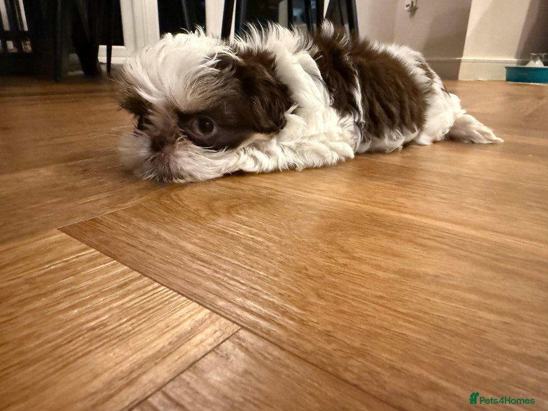 Shih Tzu dogs for sale: Imperial Shih Tzu – Last Puppy Reduced price  - Advert 10