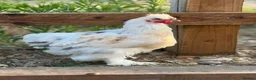 Chickens poultry for sale: Silkie x polish  in Wimborne - Advert 7