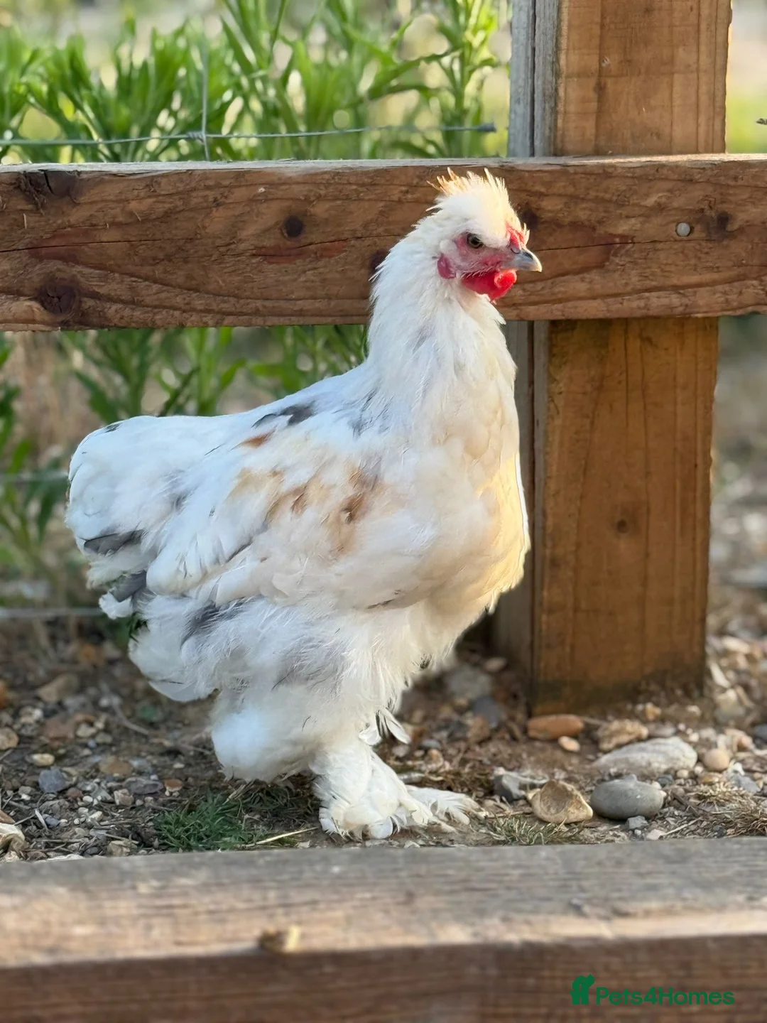 Chickens poultry for sale: Silkie x polish  in Wimborne - Advert 7