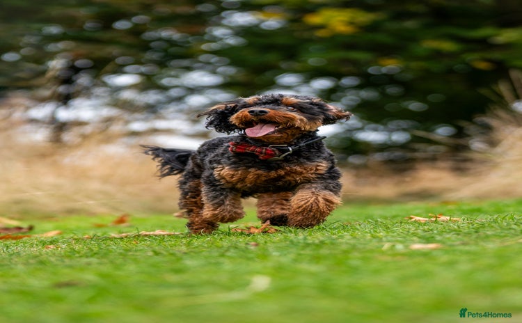 Cockapoo dogs - Advert 1