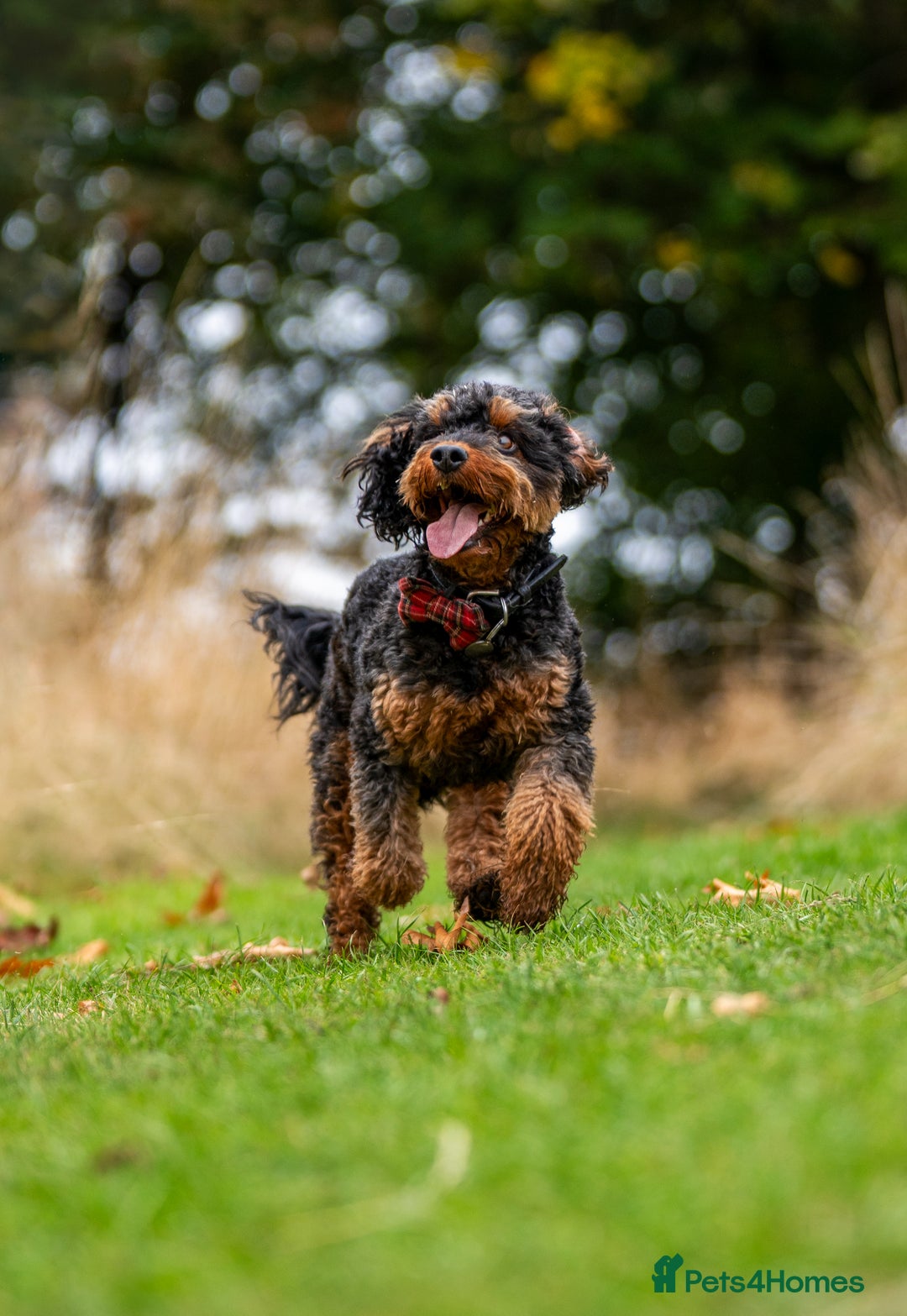 Cockapoo dogs for stud: Stud Only - Cooper the Cockapoo  - Image 1