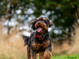 Cockapoo dogs - Advert 10
